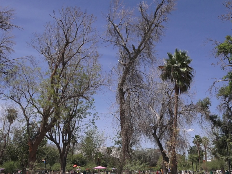 Contemplan podas y retiro de árboles secos de la Alameda