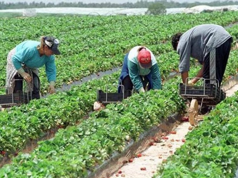 Contingencia sanitaria genera severas afectaciones al sector agrícola