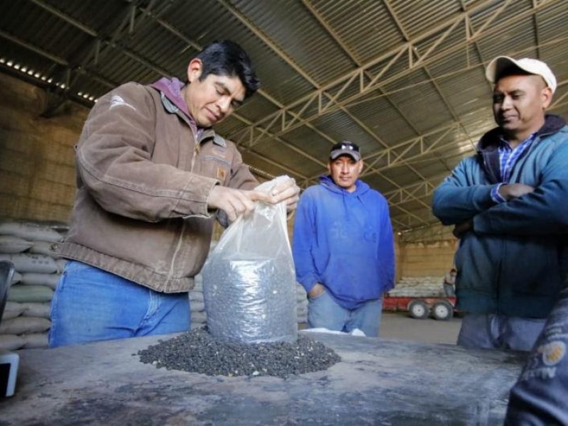 Continua acopio de frijol en Zacatecas