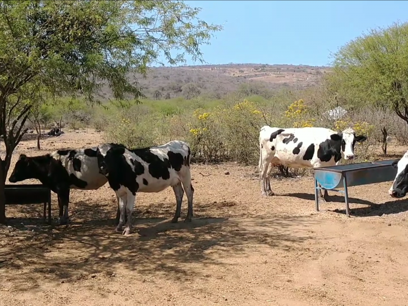 Continúa baja producción de leche en región Ciénega