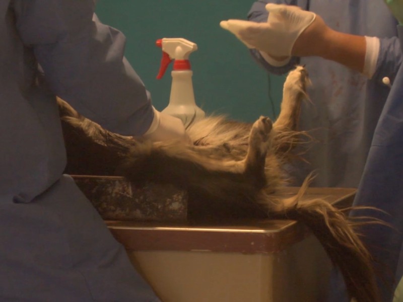 Continúa Campaña de Esterilización