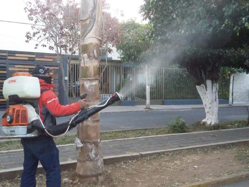 Continúa campaña de fumigación de árboles en Zamora