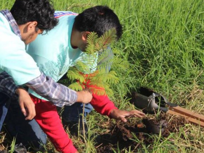 Continúa campaña de reforestación en Zamora