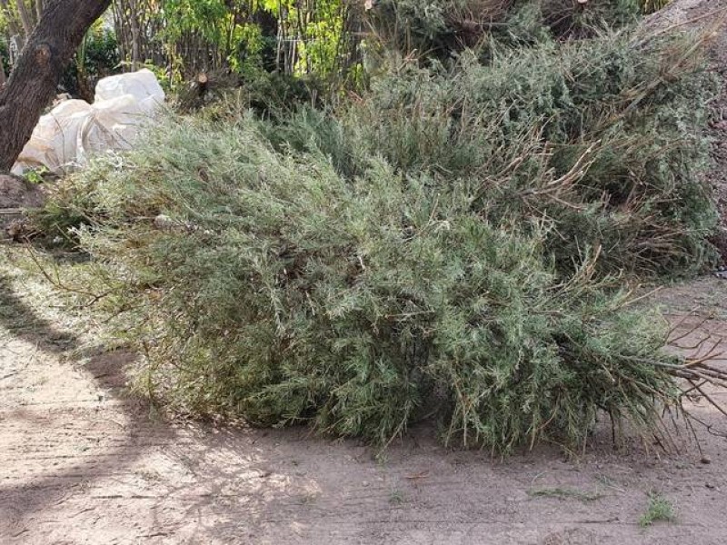 Continúa campaña para recolección de árboles naturales de navidad