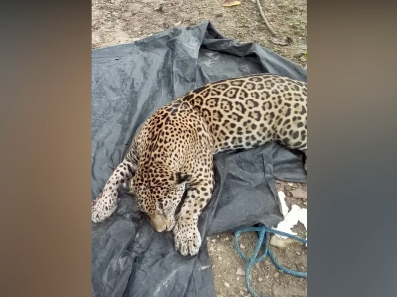 Continúa caza de jaguares en sierra de Tecpan