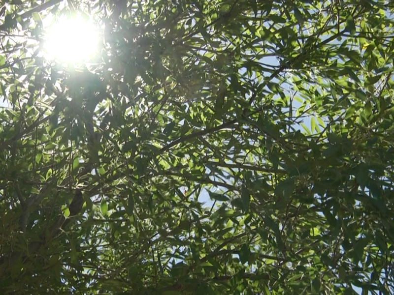 Continua clima cálido en Zacatecas