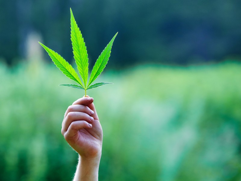 Continúa controversia por legalización de la marihuana