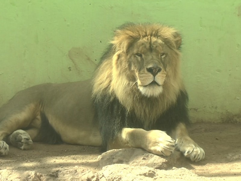 Continúa cuidado de especies en zoológico La Encantada