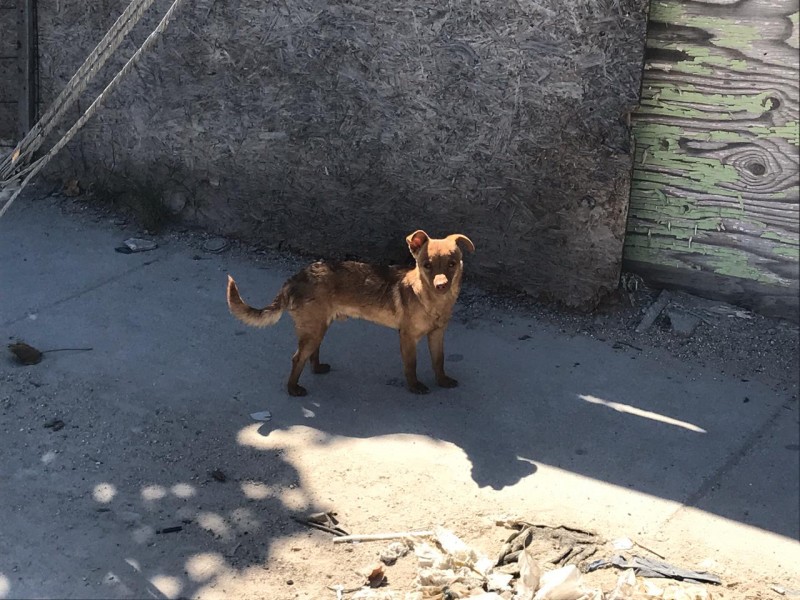 Continua detenido el proyecto del Centro de Control Canino