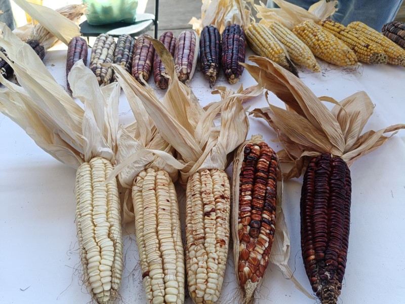 Continúa diálogo entre el gobernador y productores de Maíz