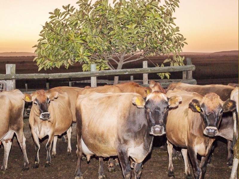 Continúa entregando Desarrollo Rural apoyos a ganaderos