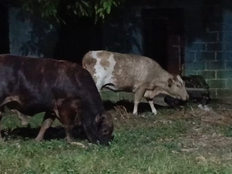 Continúa ganado en vagancia en colonias de Tuxpan