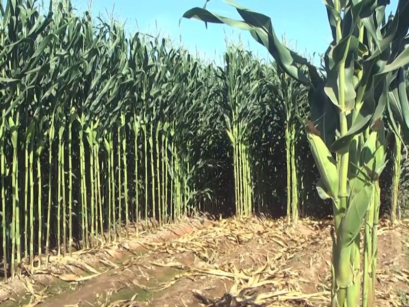 Continua gobierno del Estado negociando tema del maíz