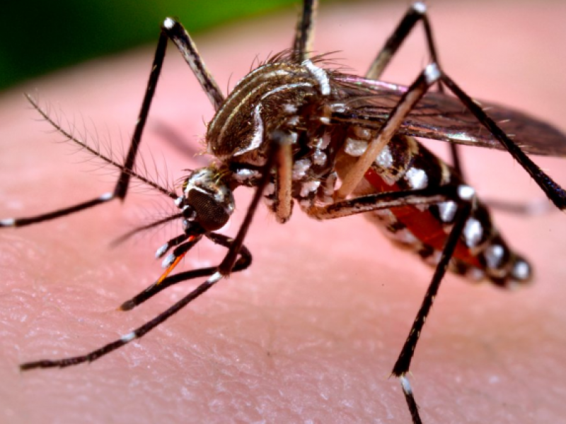 Continua la alza de casos de dengue