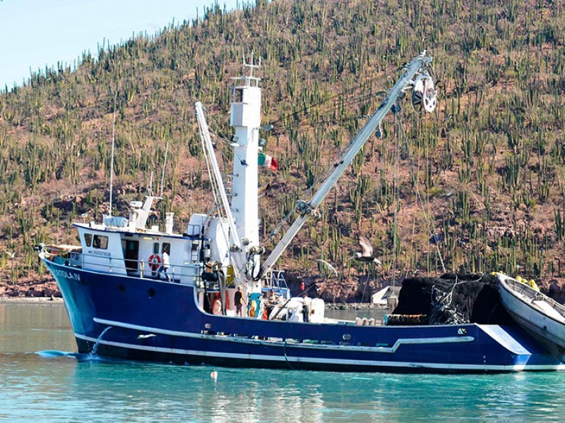 Continúa la buena demanda de sardina en la región