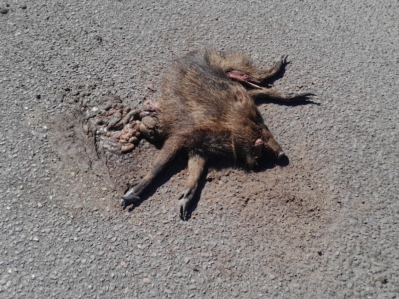 Continúa la muerte de fauna tras el fallo de reductores de velocidad