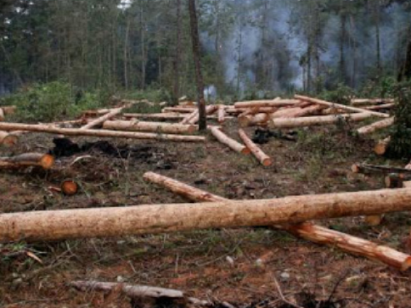 Continúa la tala indiscriminada en Chiapas