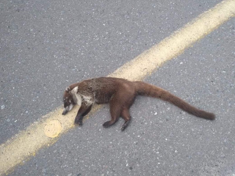 Continúa muerte de fauna silvestre en la Riviera Veracruzana