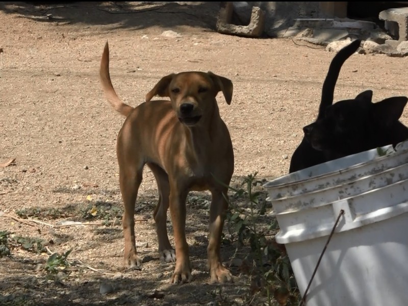 Continúa detenido el proyecto del Centro de Control Canino