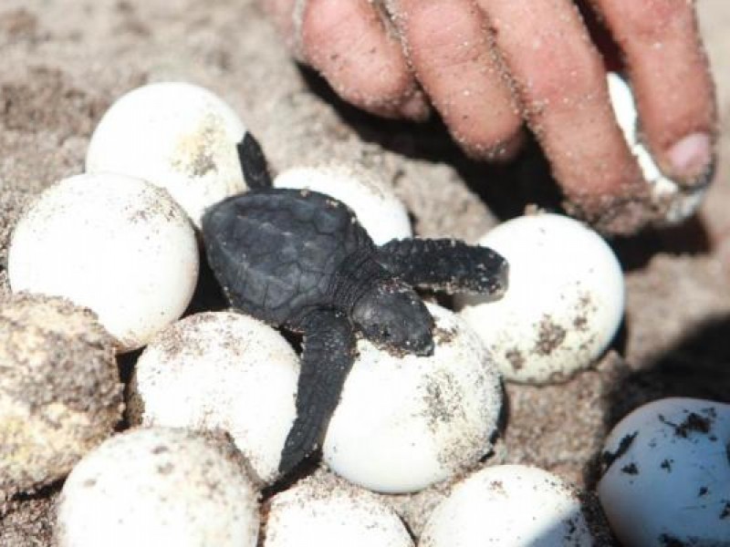 Continúa plan de protección de la tortuga marina