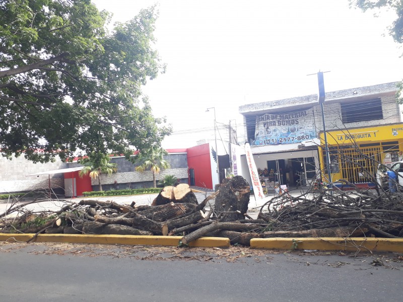 Continúa problema de poda y árboles en Tepic