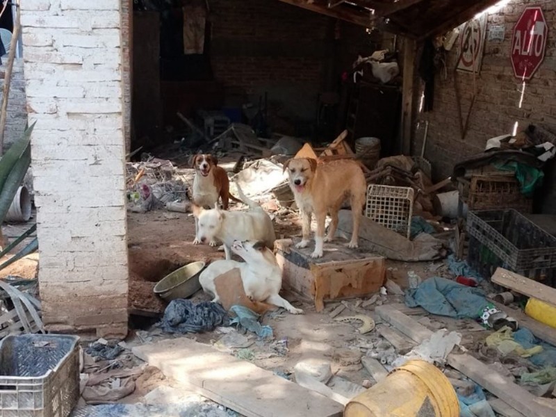 Continúa problemática en vivienda donde se albergaban perros