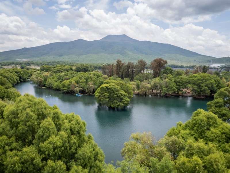 Continúa programa de sustitución de árboles en Camécuaro