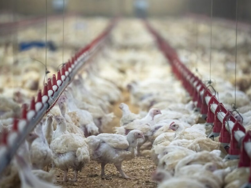 Continúa propagándose el brote de gripe aviar por Europa