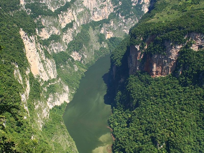 Continúa reforestación en la Cuenca del Cañón del Sumidero