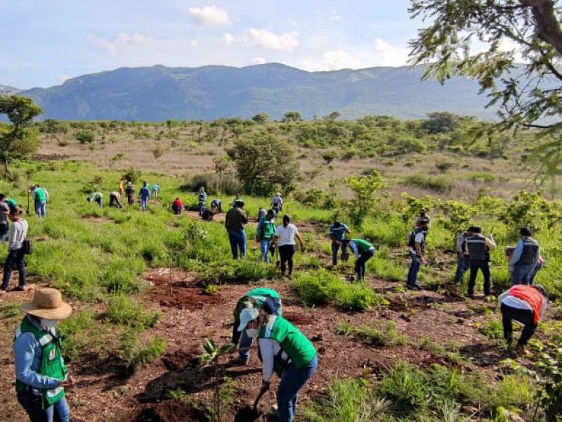 Continúa reforestación para rescatar al Cañón del Sumidero