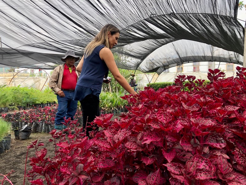 Continúa reproducción de plantas y árboles en vivero de Zamora