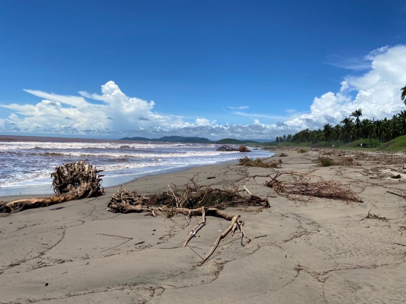 Continúa saliendo vegetación muerta en playa Linda