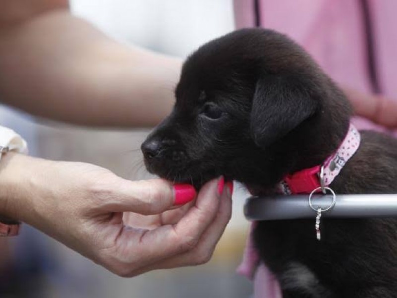Continúa vigente campaña “Adopta Amor” para mascotas de Zamora