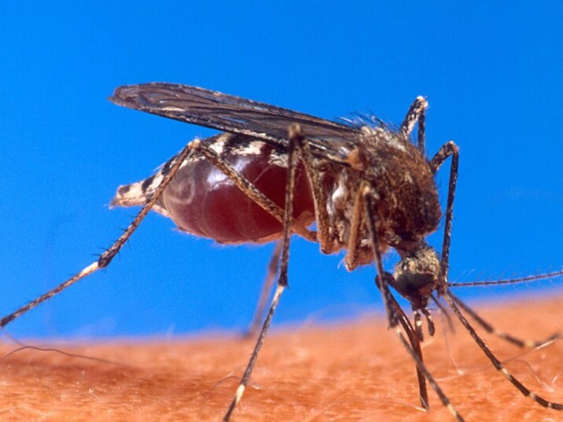 Continúan acciones contra el dengue