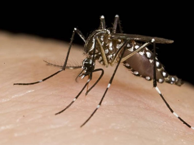 Continúan acciones de prevención de Dengue