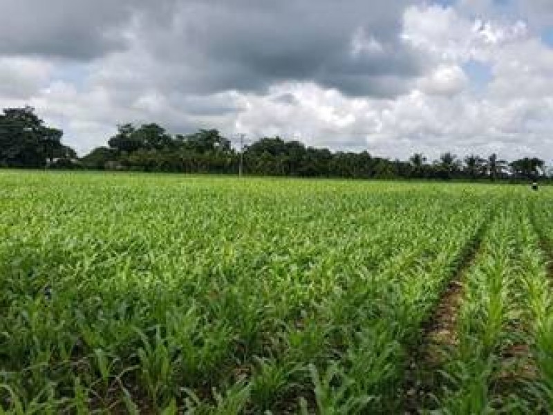 Continúan afectaciones al campo chiapaneco por falta de apoyos