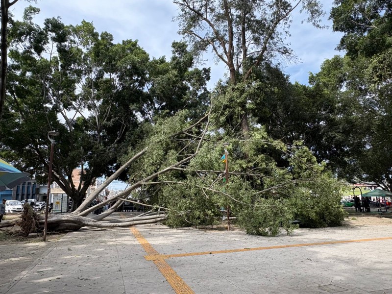 Continúan afectaciones por ráfagas en Tepic; una familia resulta lesionada