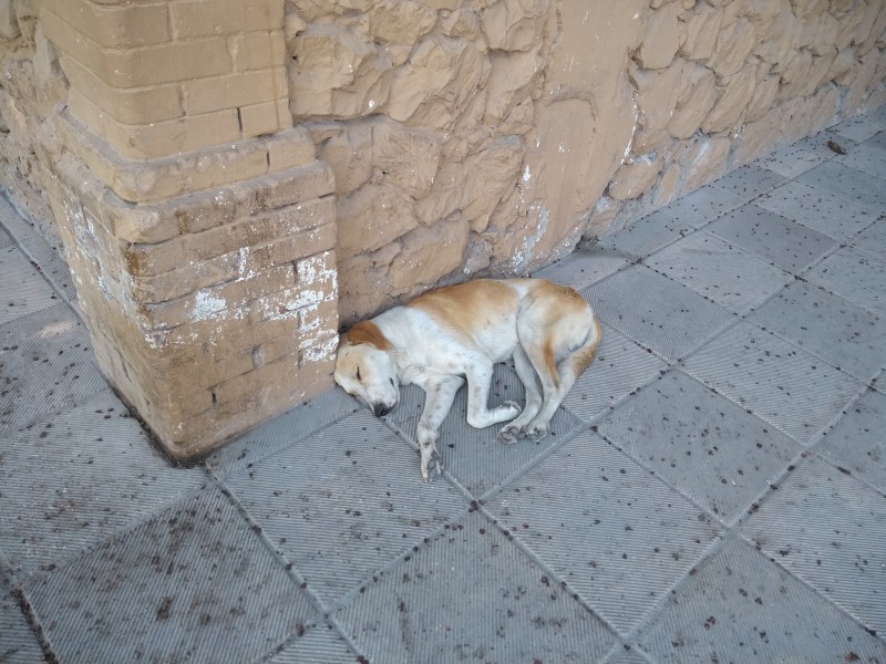 Continúan campaña de esterilización canina