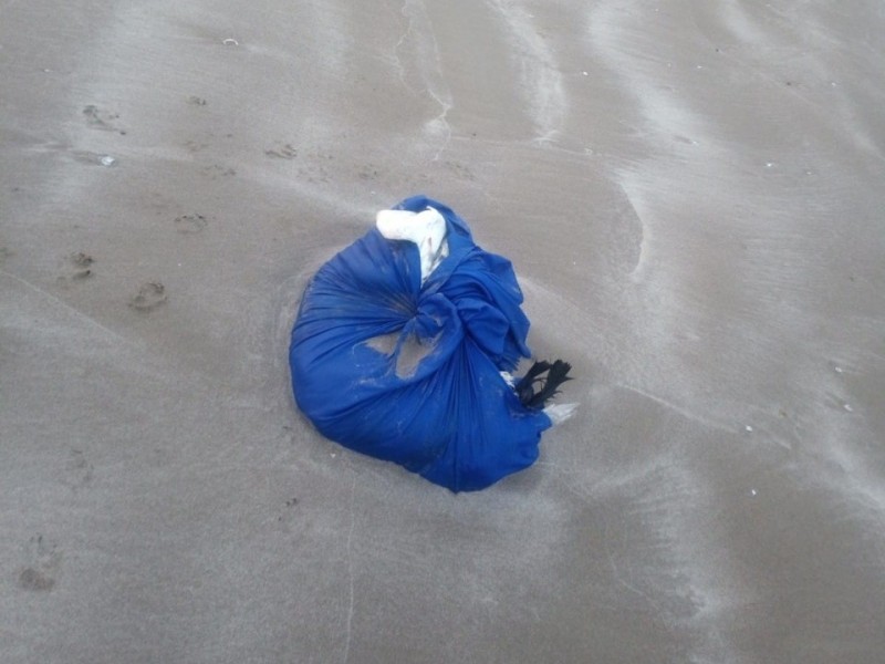 Continúan hallando animales sacrificados en las playas de Tuxpan