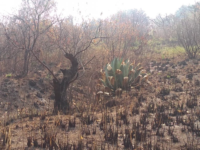 Continúan incendios en Edomex, van 14 este lunes