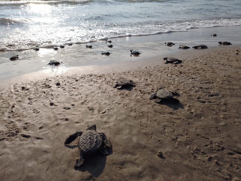 Continúan liberaciones de tortugas en playas de Tuxpan