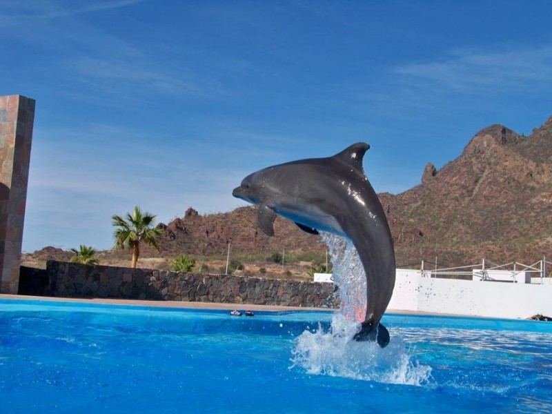 Continúan los despidos injustificados en el Delfinario Sonora