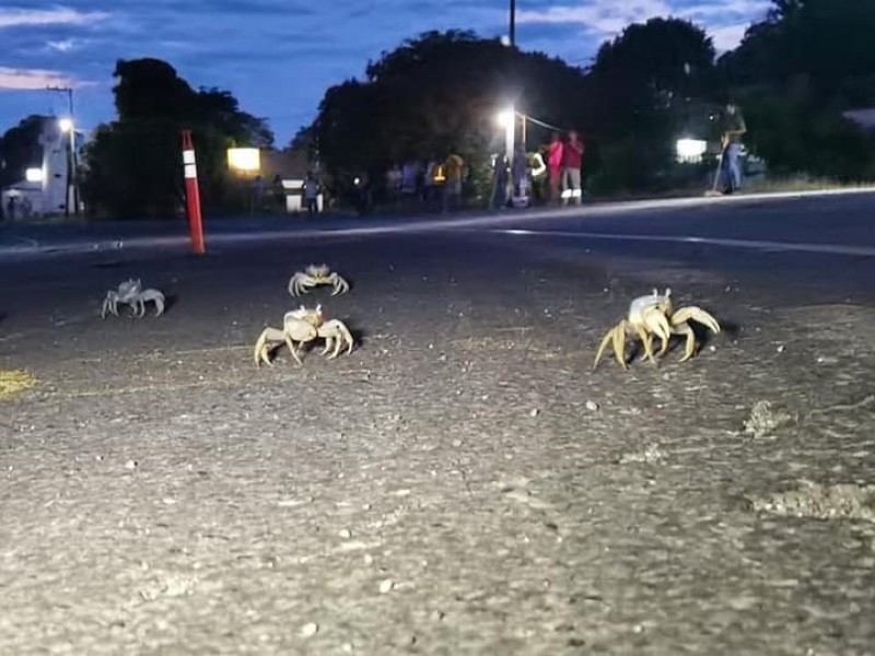 Continúan los trabajos de protección del Cangrejo Azul en Tuxpan