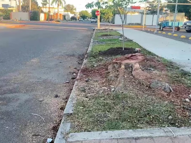 Continúan multas por tala ilegal de árboles en Ciudad Obregón