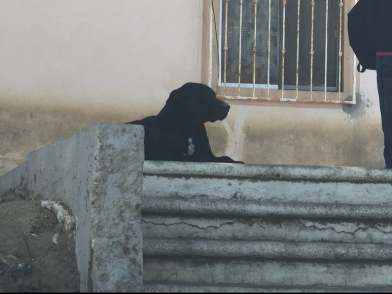 Continúa pendiente tema de protección a las mascotas