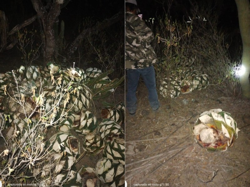 Continúan saqueos de agave en Zapotitlán, decomisan 56 piñas