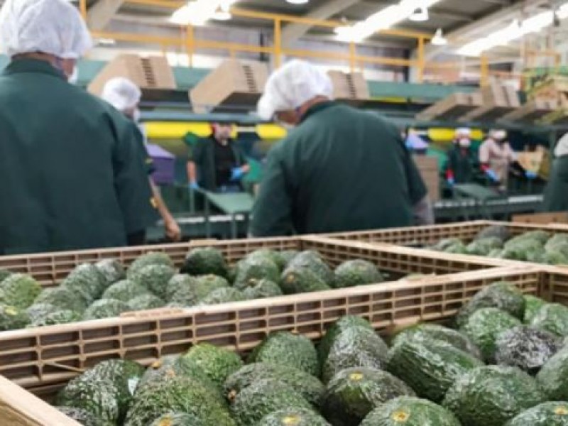 EEUU mantiene suspendida exportación de aguacate por inseguridad en México