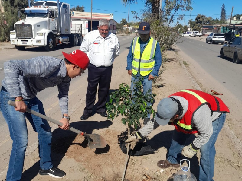 Continúan trabajo de reforestación en Empalme