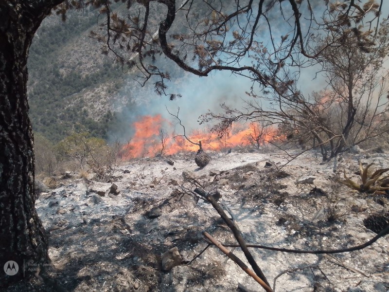 Continúan trabajos para controlar incendio forestal