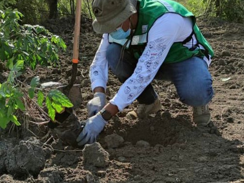 Continuará reforestación en el Cañón del Sumidero